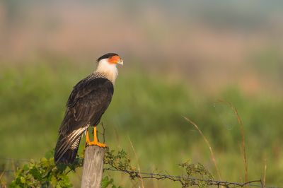 Caracara du Nord -- Crested Caracara