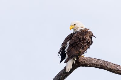 Pygargue à tête blanche --Bald Eagle