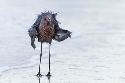 Aigrette roussātre -- Reddish Egret
