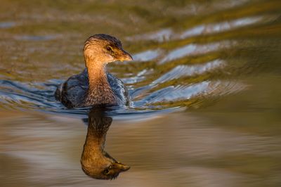 Grbe  bec bigarr  -- Pied-billed Grebe