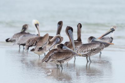 Pélican brun -- Brown pelican