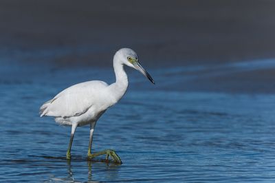 Aigrette bleue, juvénile -- Little Blue Heron, juvenile