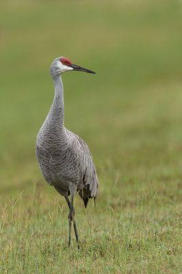Grue du Canada -- Sandhill Crane