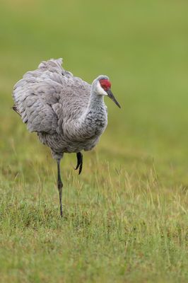 Grue du Canada -- Sandhill Crane