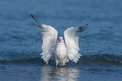 Sterne royale -- Royal tern