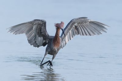 Aigrette rousstre -- Reddish Egret