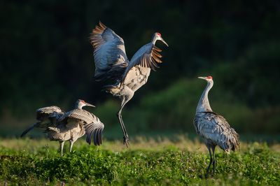 Grue du Canada -- Sandhill Crane