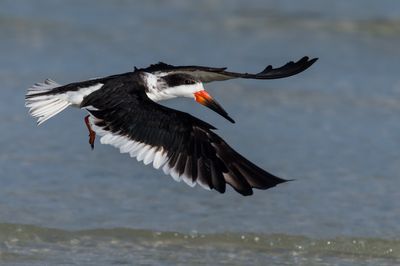 Bec-en-ciseaux noir -- Black skimmer