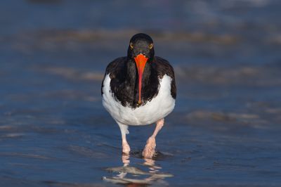 Hutrier d'Amrique -- American Oystercatcher