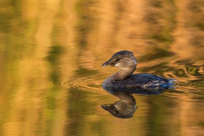 Grbe  bec bigarr  -- Pied-billed Grebe