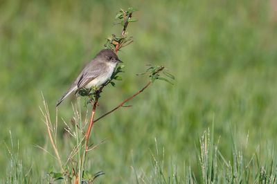 Moucherolle phébi -- Eastern Phoebe