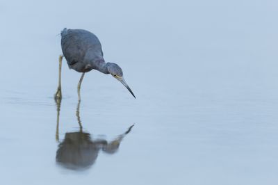 Aigrette bleue -- Little Blue Heron