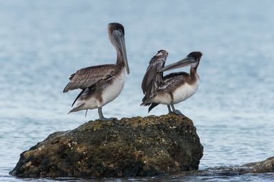 Pélican brun -- Brown pelican
