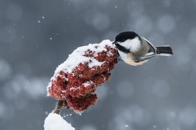 Mésange à tête noire -- Black-capped Chickadee