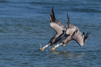 Pélican brun -- Brown pelican