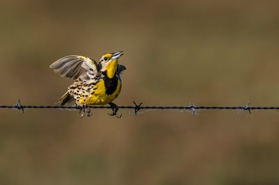 Sturnelle des prés -- Eastern Meadowlark