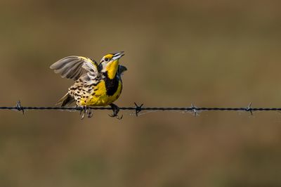 Sturnelle des prs -- Eastern Meadowlark