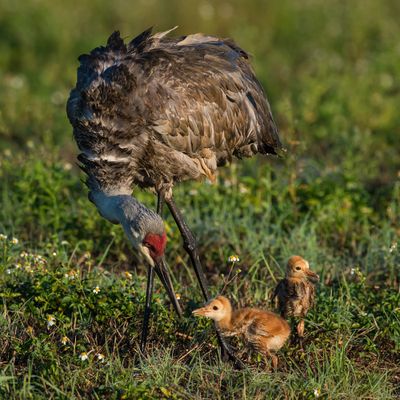 Grue du Canada -- Sandhill Crane