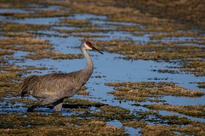 Grue du Canada -- Sandhill Crane