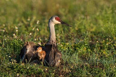 Grue du Canada -- Sandhill Crane