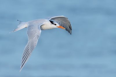 Sterne royale -- Royal tern