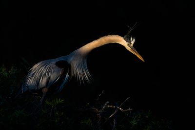 Grand hron -- Great Blue Heron