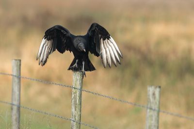 Urubu noir -- Black vulture
