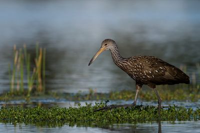 Courlan brun -- Limpkin