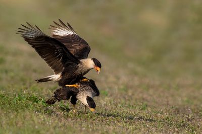 Caracara du Nord -- Crested Caracara