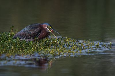 Héron vert -- Green Heron