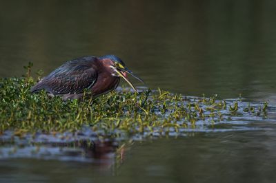 Hron vert -- Green Heron