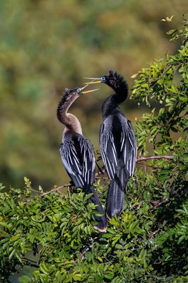 Anhinga d'Amérique -- Anhinga