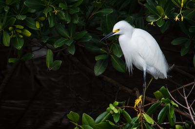 Aigrette neigeuse -- Snowy Egret