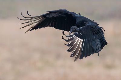 Urubu noir -- Black vulture