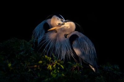 Grand héron -- Great Blue Heron