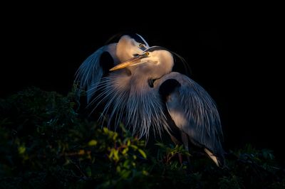 Grand hron -- Great Blue Heron