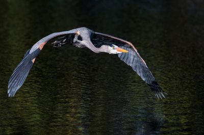 Grand héron -- Great Blue Heron