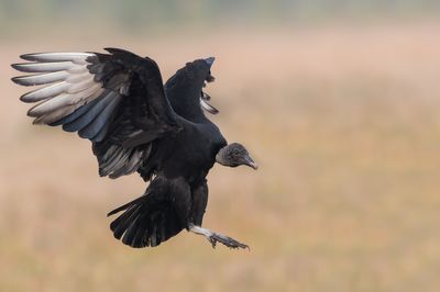 Urubu noir -- Black vulture