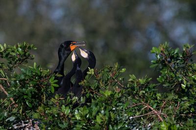 Cormoran à aigrettes -- Double-crested cormoran