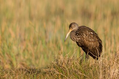 Courlan brun -- Limpkin