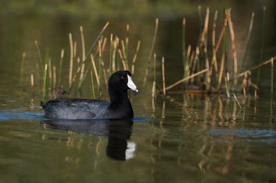 Foulque d'Amrique -- American Coot