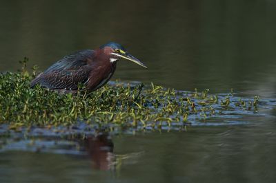 Hron vert -- Green Heron