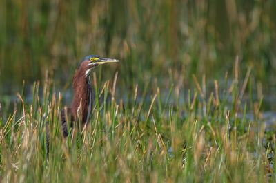 Hron vert -- Green Heron