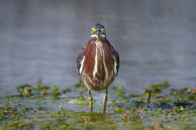 Hron vert -- Green Heron