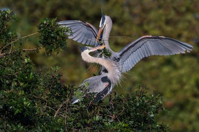 Grand héron -- Great Blue Heron