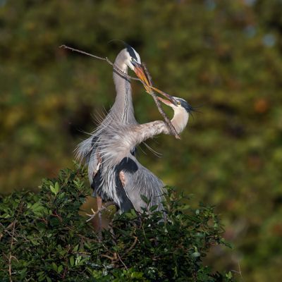 Grand héron -- Great Blue Heron