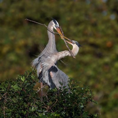 Grand hron -- Great Blue Heron