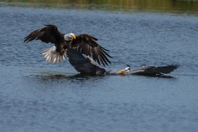 Pygargue à tête blanche avec un grand héron --Bald Eagle with a GBH