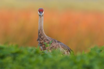 Grue du Canada -- Sandhill Crane