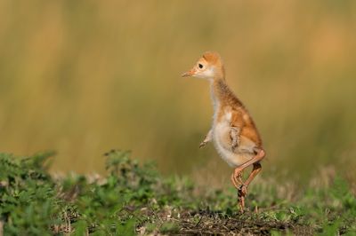 Grue du Canada -- Sandhill Crane